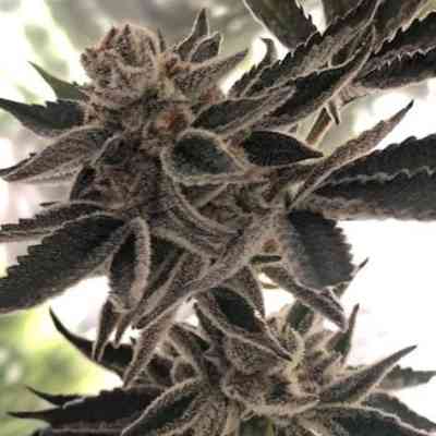 Do-Si-Dos Zkittlez > The Plug Seedbank | Feminized Marijuana   |  hybrid