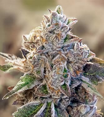 Do Si Face Auto > High Speed Buds | Graines Autofloraison  |  Indica