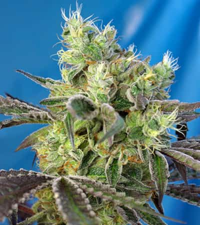 Do-Sweet-Dos > Sweet Seeds | Feminisierte Hanfsamen  |  Indica