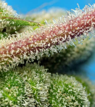 Do-Sweet-Dos > Sweet Seeds | Feminized Marijuana   |  Indica