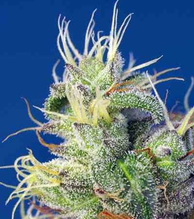 Do-Sweet-Dos > Sweet Seeds | Feminisierte Hanfsamen  |  Indica