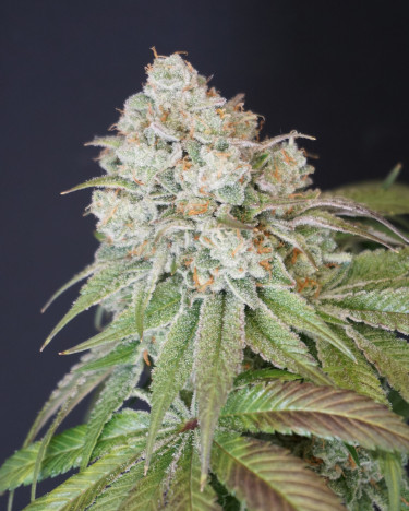 Dog Fruit > Karma Genetics | Feminized Marijuana   |  hybrid