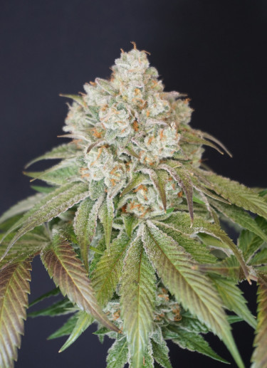 Dog Fruit > Karma Genetics | Feminisierte Hanfsamen  |  Hybrid