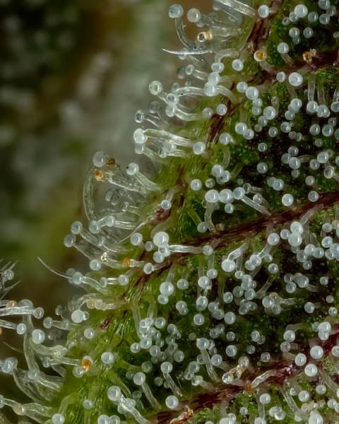 Don Carlos > humboldt Seed Company | Graines Féminisées  |  Indica