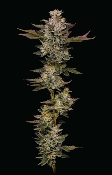 Donutz > Humboldt Seed Company | Semillas feminizadas  |  Índica