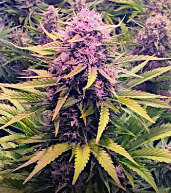 Dos Si Dos Auto > Barneys Farm | Autoflowering Cannabis   |  Hybrid