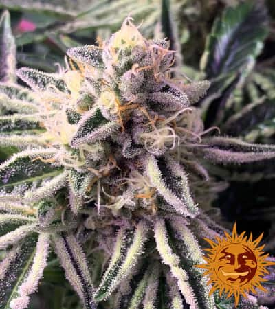 Dos Si Dos 33 > Barneys Farm | Feminisierte Hanfsamen  |  Indica