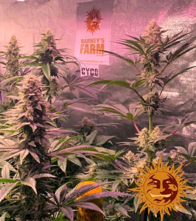 Dos Si Dos 33 > Barneys Farm | Feminisierte Hanfsamen  |  Indica