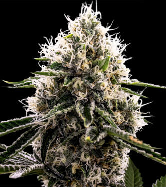 Dosidos Rocketos > Bulk Seed Bank | Feminisierte Hanfsamen  |  Indica