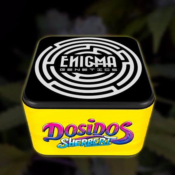 Do-Si-Dos Sherbert semilla > Enigma Genetics | Semillas feminizadas  |  Índica