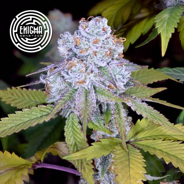 Do-Si-Dos Sherbert semilla > Enigma Genetics | Semillas feminizadas  |  Índica