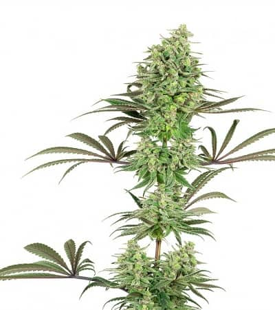 Double Banana Kush > White Label | Semillas feminizadas  |  Índica