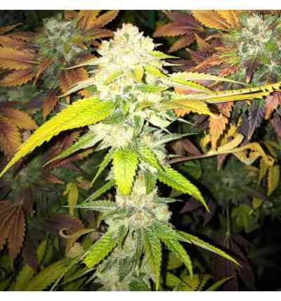 Double Banana Sherbet semilla > The Plug Seedbank | Semillas feminizadas  |  Sativa