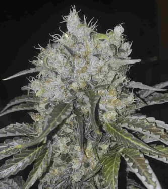 Double Cookies > BSF Seeds | Feminized Marijuana   |  hybrid