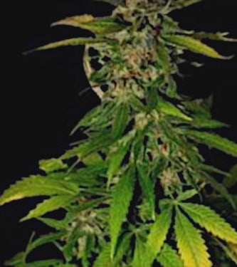 Double D > KC Brains | Feminized Marijuana   |  hybrid