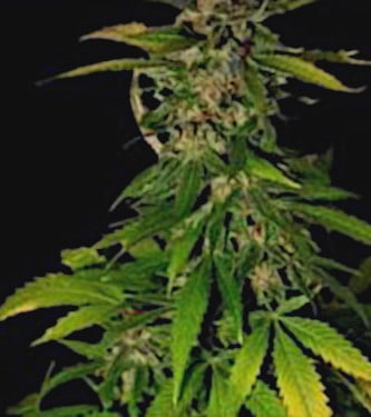 Double D > KC Brains | Feminized Cannabis   |  Hybrid