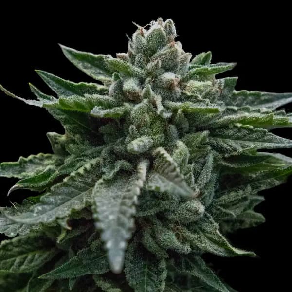 Double Dipped Strawberries Seed > DNA Genetics | Feminized Cannabis   |  Indica
