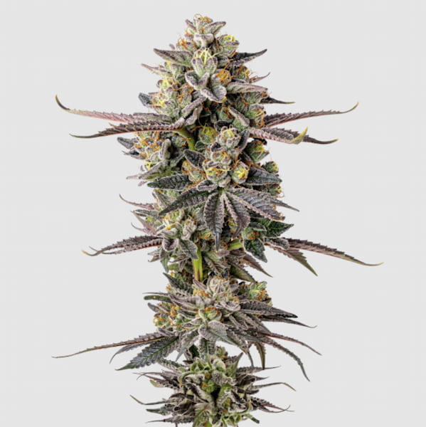 Double Donny Burger Seed > Growers Choice | Feminized Cannabis   |  Indica