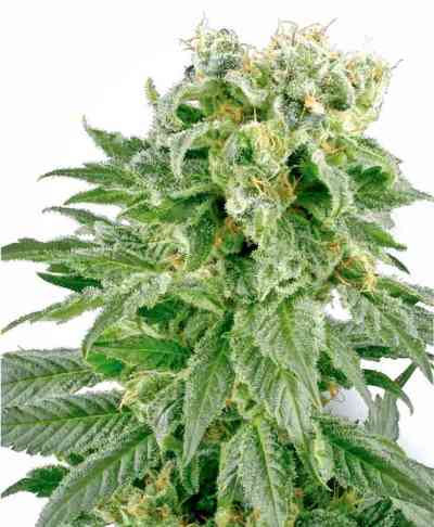 Double Gum > White Label Seeds | Regular Marijuana   |  Indica