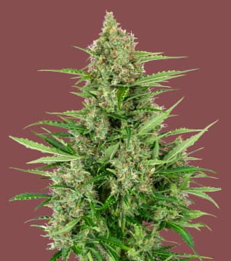 Double Kush Cake (Sensi Seeds) :: Cannabis Strain Info