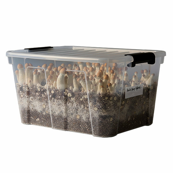 Double Penis Envy Hybrid Mototube > Magic Mushrooms | Magic Mushrooms / Psilocybin mushroom