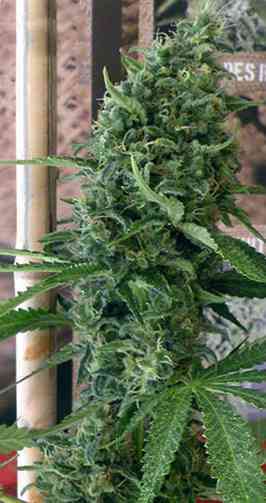 Douce Nuit > French Touch Seeds | Feminisierte Hanfsamen  |  Indica