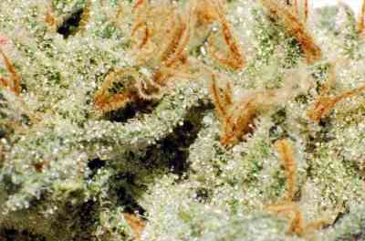 Douce Nuit > French Touch Seeds | Feminized Marijuana   |  Indica