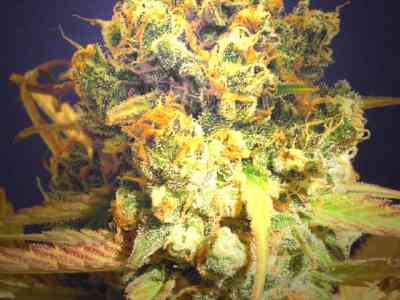 Dr. Bruce Banner CBD > Original Sensible Seeds | Medical cannabis seeds (CBD)  |  Hybrid