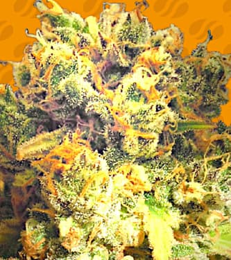 Dr. Bruce Banner CBD > Original Sensible Seeds