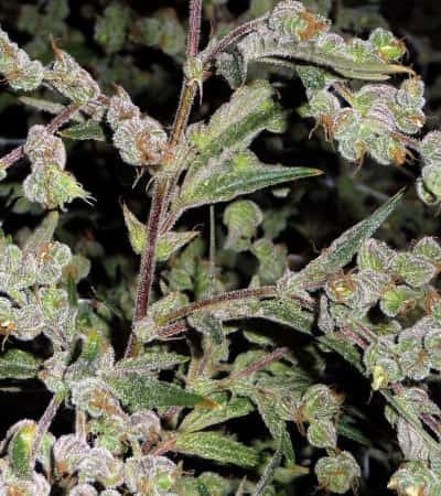 Dr. Grinspoon > Barney`s Farm | Semillas feminizadas  |  Sativa