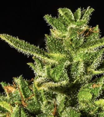 Dr Hypno CBD Auto > Hypno Seeds | Graines CBD  |  Hybride