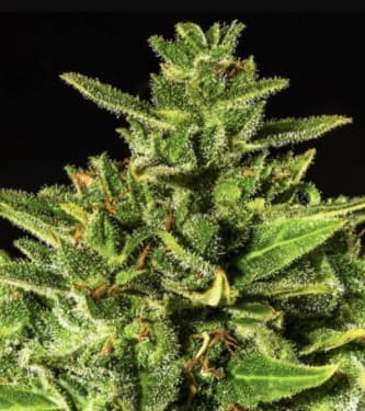 Dr Hypno CBD Auto > Hypno Seeds | Graines CBD  |  Hybride