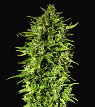 Dr Hypno CBD Auto > Hypno Seeds | Semillas CBD  |  Híbrido