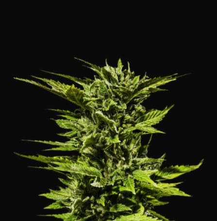 Dr Hypno CBD > Hypno Seeds | Graines CBD  |  Hybride