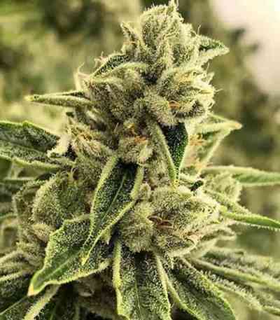 Drama Samen > Rare Dankness Seeds | Feminisierte Hanfsamen  |  Sativa