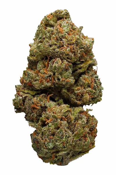Dream Queen > Humboldt Seed Company | Graines Féminisées  |  Sativa