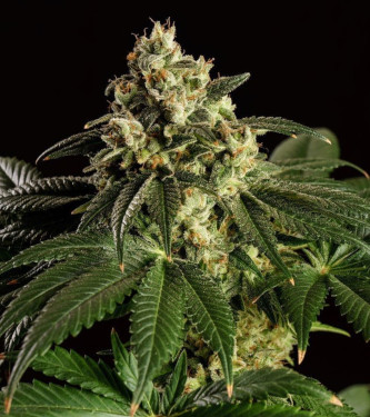 Dream Sherbet > Kannabia Seeds | Feminisierte Hanfsamen  |  Indica