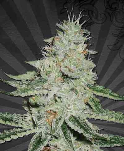 Dreamberry > Auto Seeds | Autoflowering Cannabis   |  Sativa