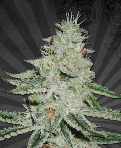 Dreamberry > Auto Seeds | Graines Autofloraison  |  Sativa