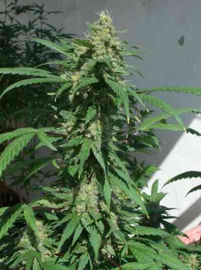 Dreams and Honey > Delicatessen | Feminized Marijuana   |  hybrid