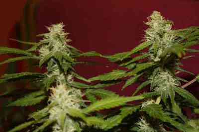 Dreams and Honey > Delicatessen | Feminized Marijuana   |  hybrid