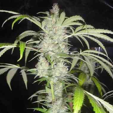 Dreams and Honey > Delicatessen | Feminized Marijuana   |  hybrid