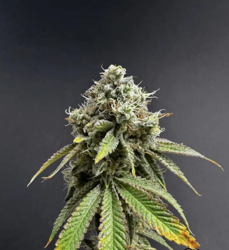 Auto Drizl Pickl Samen > Seed Stockers | Autoflowering Hanfsamen  |  Hybrid
