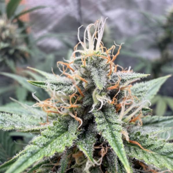 Auto Drizl Pickl Samen > Seed Stockers | Autoflowering Hanfsamen  |  Hybrid