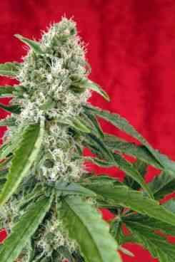 Dub > Reggae Seeds | Regular Marijuana   |  Hybrid