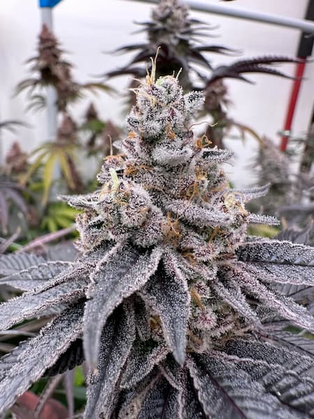 DullButter Seed > R-Kiem Seeds | Feminized Cannabis   |  Indica