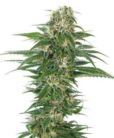 Durbakistan > Tropical Seeds Company | Feminized Marijuana   |  hybrid