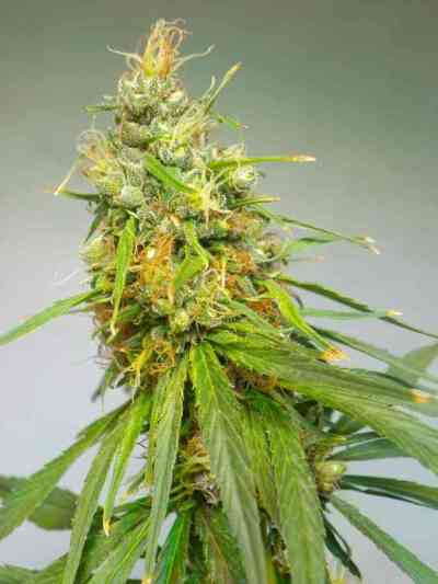 Durban > Cannabiogen | Semillas Regulares  |  Sativa