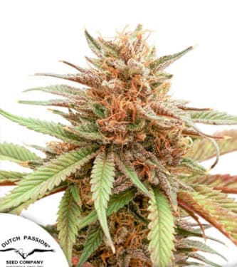 Durban Dew > Dutch Passion | Feminized Marijuana   |  Sativa