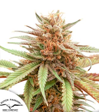 Durban Dew > Dutch Passion | Semillas feminizadas  |  Sativa